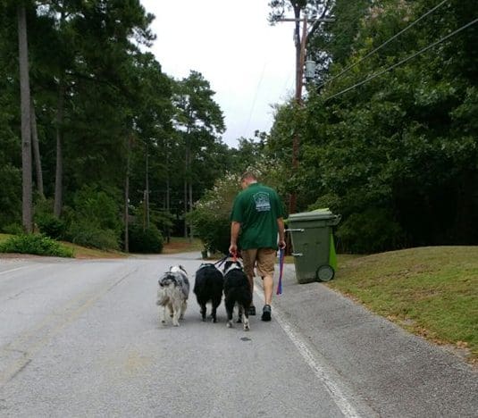 walking multiple dogs