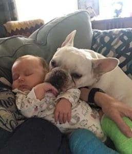 French bulldog with baby Preparing my dog for a baby