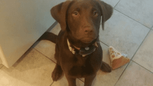Labrador in sit stay command