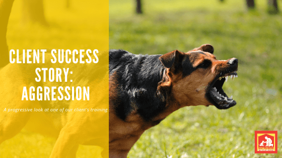 Whether it is towards another dog, towards people, resource guarding, or testing the kids for their place in the pack, we've seen just about everything.  With over 20 years' experience, we've also had a lot of success stories!  This post shows a 3-part series of progress of one of our clients | Dog Training In Your Home Columbia