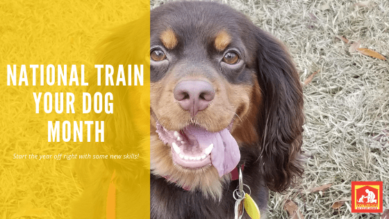 January National Train Your Dog Month | Dog Training In Your Home Columbia