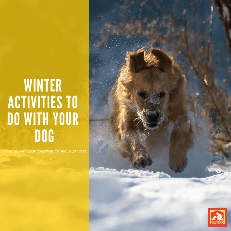 These freezing temps are not what us Southerners are used to, so a lot of us opt to stay inside and neglect getting out there with our dogs.  For active breeds, this doesn't bode very well - they need a way to release that energy (unless you want your couch destroyed).  So, here's your #realitycheck: you can still have fun with your dog in winter!  Here are a few winter activities to do with your dog when the temps start dropping. | Dog Training In Your Home Columbia