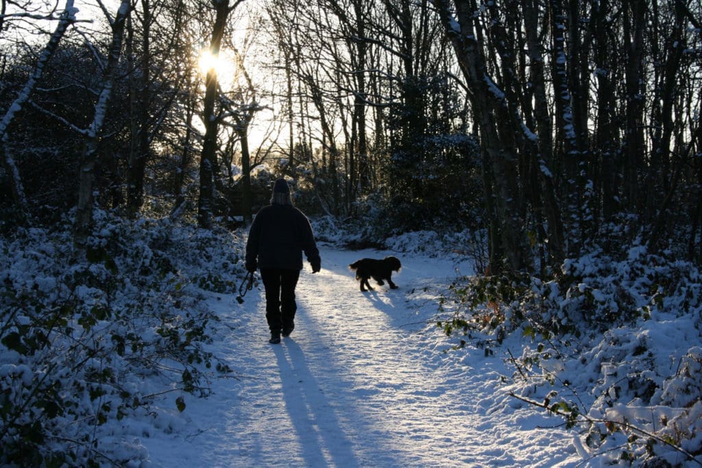 These freezing temps are not what us Southerners are used to, so a lot of us opt to stay inside and neglect getting out there with our dogs.  For active breeds, this doesn't bode very well - they need a way to release that energy (unless you want your couch destroyed).  So, here's your #realitycheck: you can still have fun with your dog in winter!  Here are a few winter activities to do with your dog when the temps start dropping. | Dog Training In Your Home Columbia