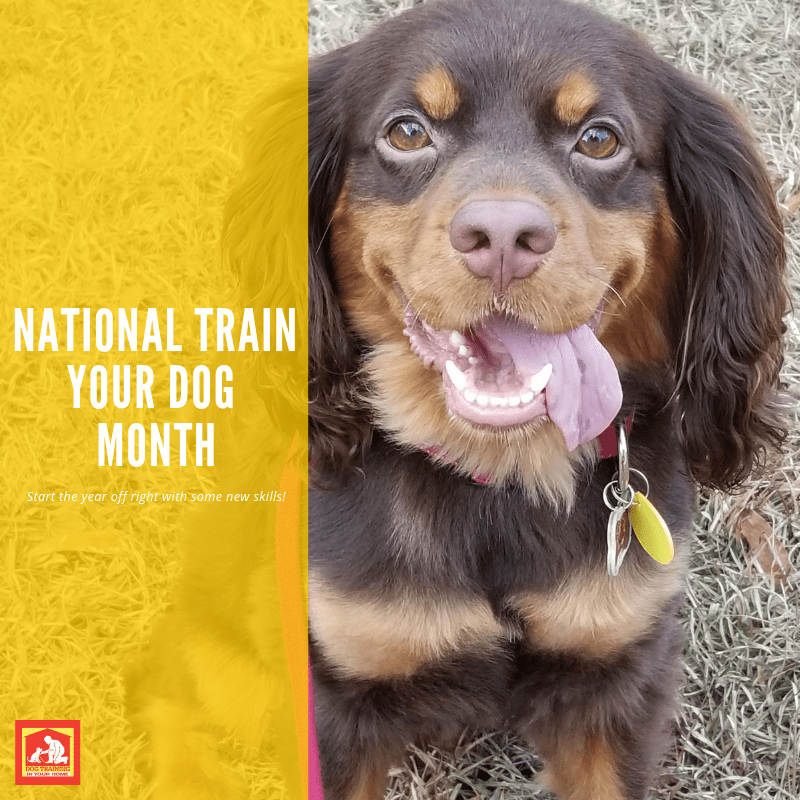 January National Train Your Dog Month | Dog Training In Your Home Columbia