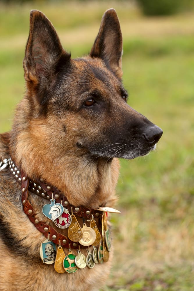 Celebrating the K-9 Veterans on K-9 Veterans Day | Dog Training In Your Home Columbia