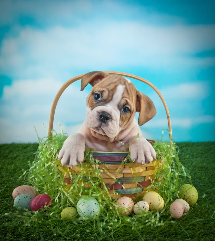 Bulldog in Easter Basket