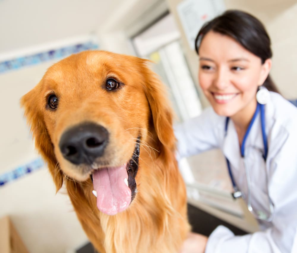 There are several health reasons your dog should be spayed or neutered | Dog Training In Your Home, Columbia
