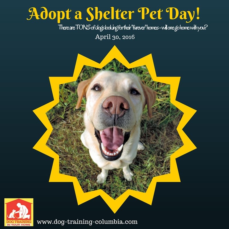 Adopt a Shelter Pet day 2016 | Dog Training In Your Home