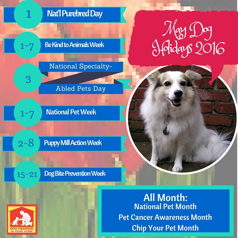 May Dog Holidays 2016 | Dog Training In Your Home Columbia