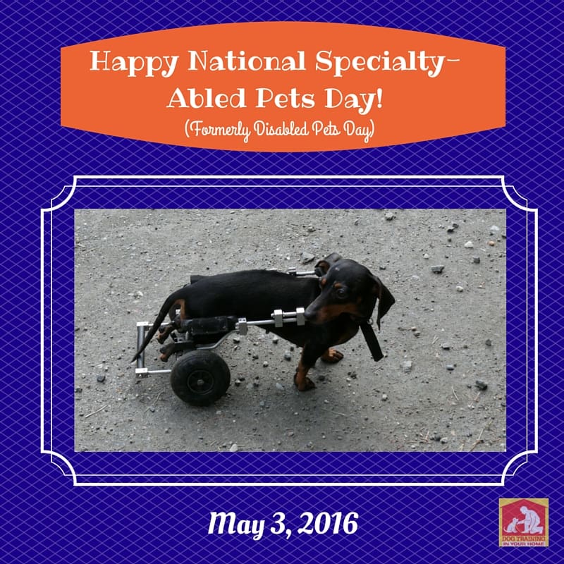 National Specialty-Abled Pets Day 2016 | Dog Training In Your Home Columbia