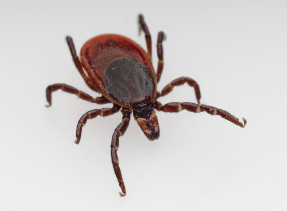 April is Prevent Lyme Disease in Dogs Month. Ticks can carry Lyme disease, so if your dog gets bit, there's a chance they may have it. Here are some tips to prevent your dog getting Lyme Disease, as well as treatment options. | Dog Training In Your Home Columbia