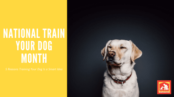 January is National Train Your Dog Month! Here are 5 Reasons It's a Smart Idea to Train Your Dog | Dog Training In Your Home Columbia