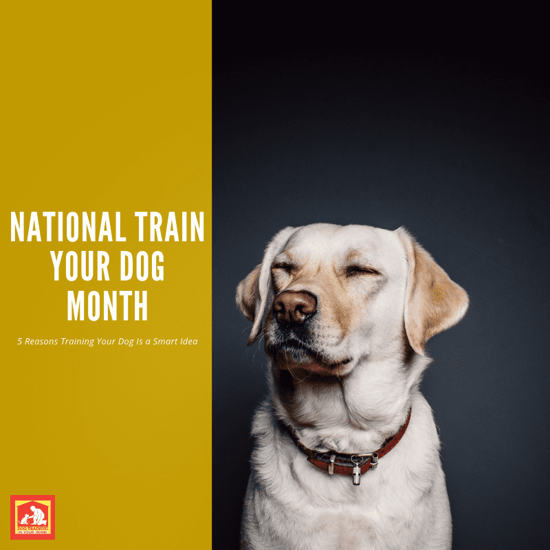 January is National Train Your Dog Month! Here are 5 Reasons It's a Smart Idea to Train Your Dog | Dog Training In Your Home Columbia