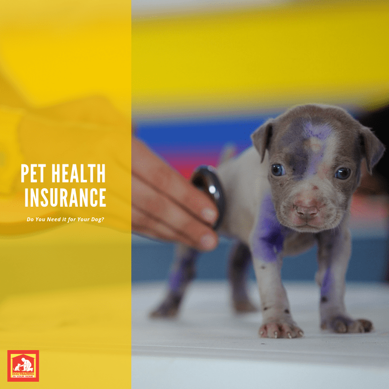 Pet Health Insurance