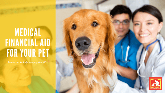 Our pets are our children, and that includes medical expenses. If you find yourself in need of medical financial aid for your pet, here are some resources. | Dog Training In Your Home Columbia