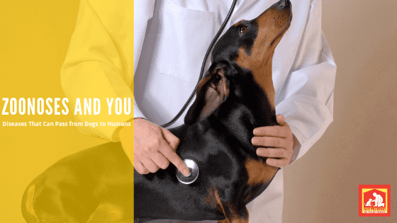 This post lists some diseases that can pas from dogs to humans (Zoonosis). It's rare, but can happen; so we thought you might want to know potential threats. | Dog Training In Your Home Columbia