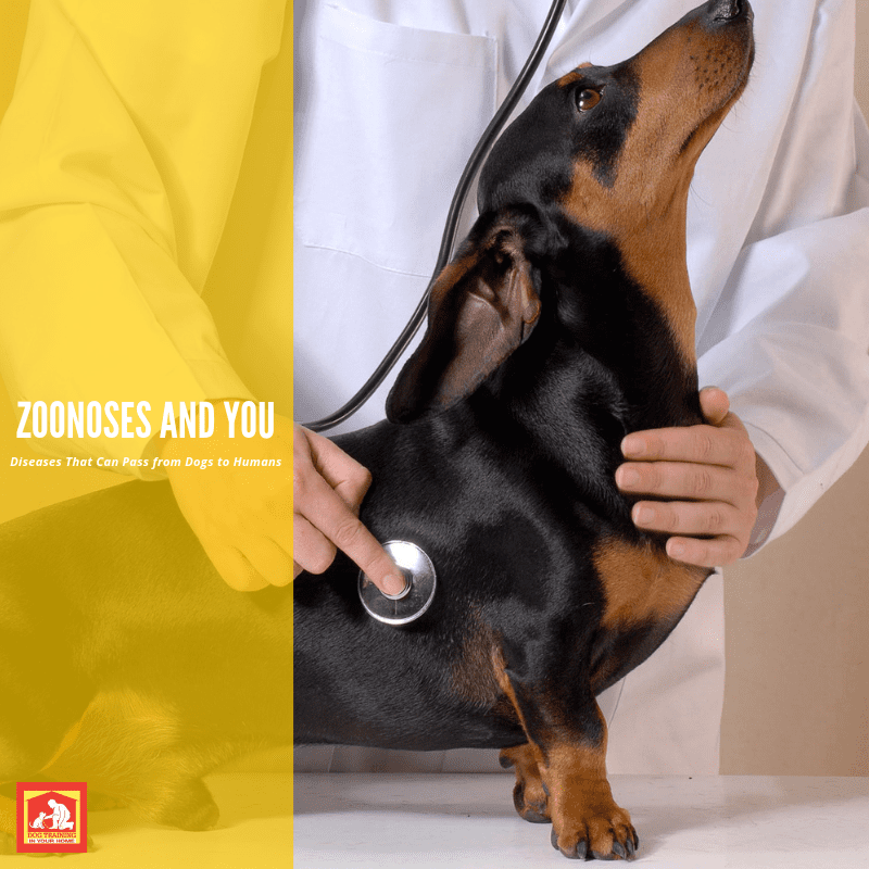 This post lists some diseases that can pas from dogs to humans (Zoonosis). It's rare, but can happen; so we thought you might want to know potential threats. | Dog Training In Your Home Columbia