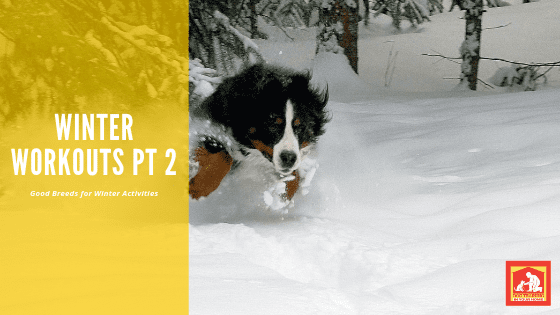 If you live in colder climates and like to stay active, here are some dog breeds that love cold weather