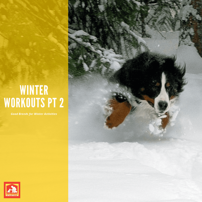 If you live in colder climates and like to stay active, here are some dog breeds that love cold weather.