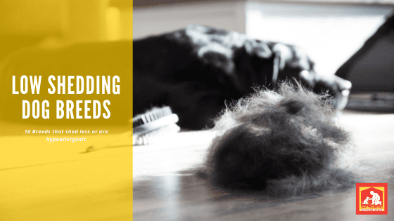 Low Shedding Dog Breeds | Dog Training In Your Home Columbia