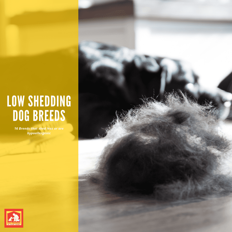 Low Shedding Dog Breeds | Dog Training In Your Home Columbia