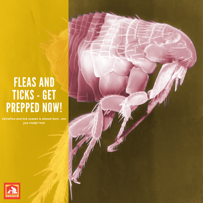 Fleas and Ticks – Get Prepared Now!