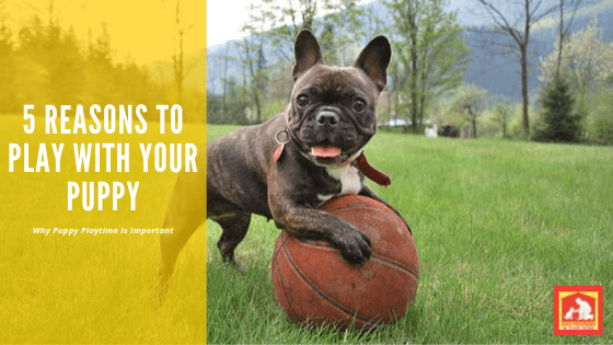 Play with Your Puppy | Dog Training In Your Home Columbia