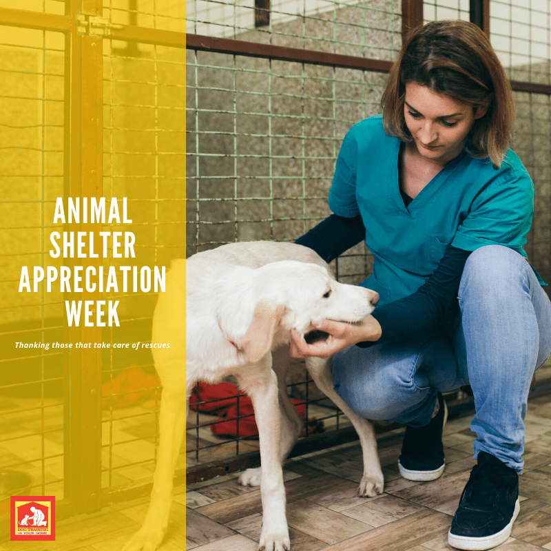 Animal Shelter Appreciation Week | Dog Training In Your Home Columbia