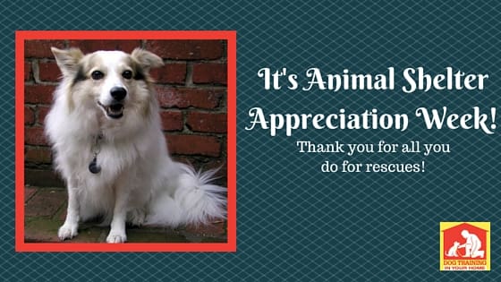 Animal Shelter Appreciation Week | Dog Training In Your Home Columbia