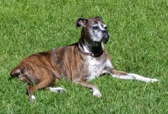 Boxer senior dog laying in grass