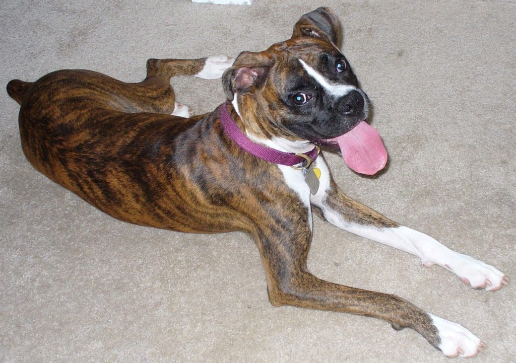 boxer puppy smiling