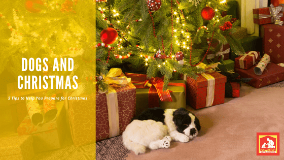 5 Tips to Prepare for Christmas With Your Dog | Dog Training In Your Home Columbia