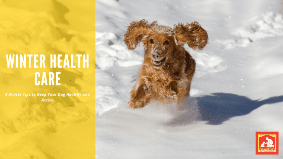 Winter Dog Health | Dog Training In Your Home Columbia