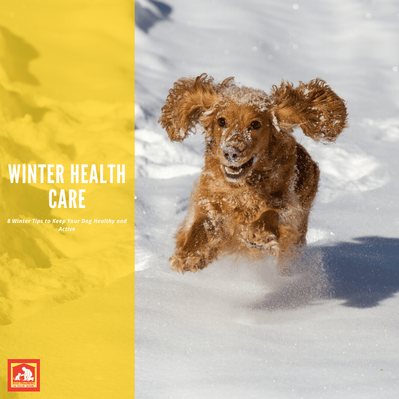 Winter Dog Health | Dog Training In Your Home Columbia