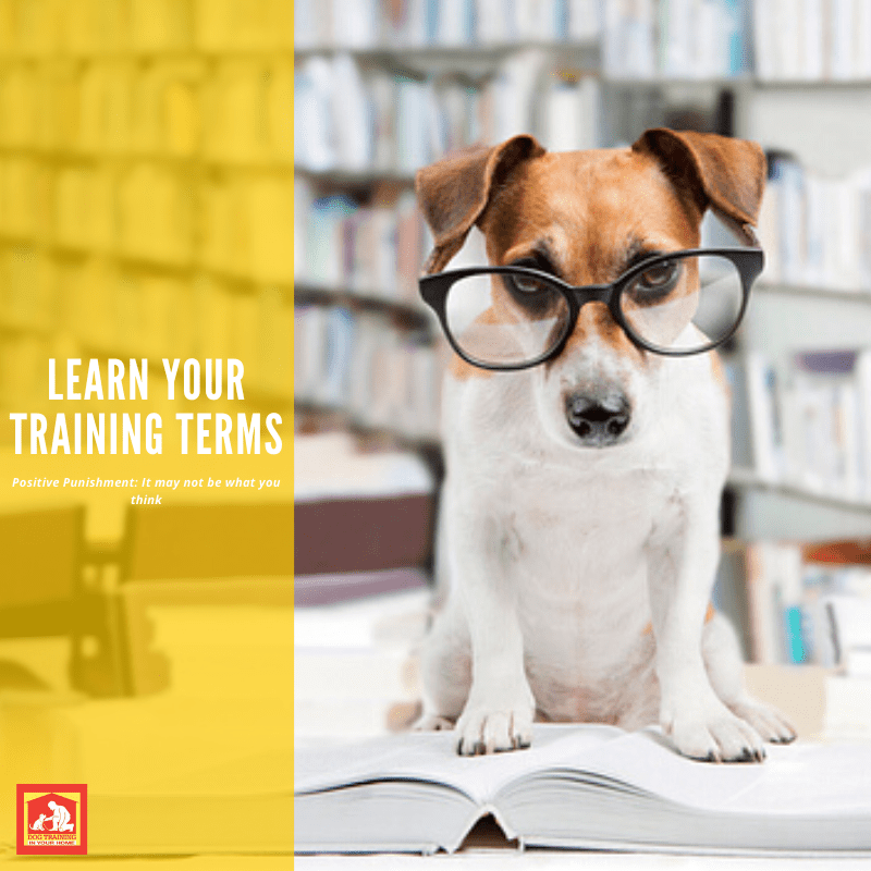 Dog Training Terms Positive Punishment | Dog Training In Your Home Columbia