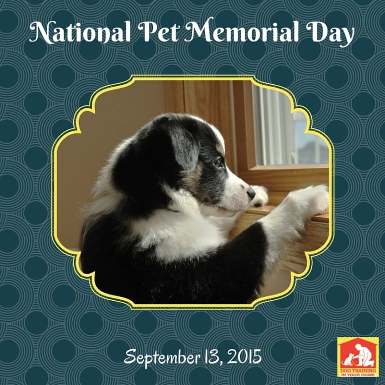 National Pet Memorial Day Dog Training In Your Home Columbia