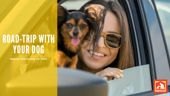 Road-Trip With Your Dog | Dog Training In Your Home Columbia