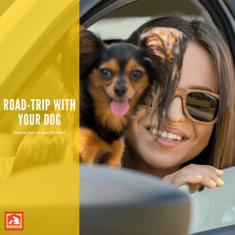 Road-Trip With Your Dog | Dog Training In Your Home Columbia