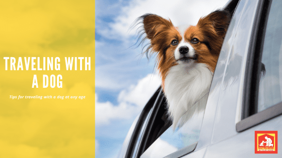 Traveling With A Dog | Dog Training In Your Home Columbia