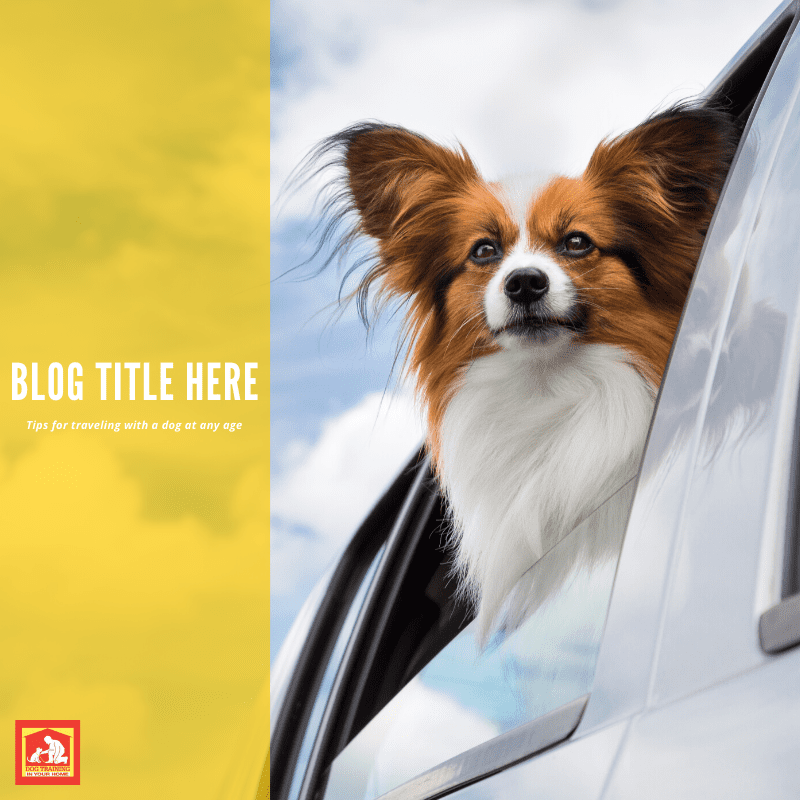 Traveling With A Dog | Dog Training In Your Home Columbia