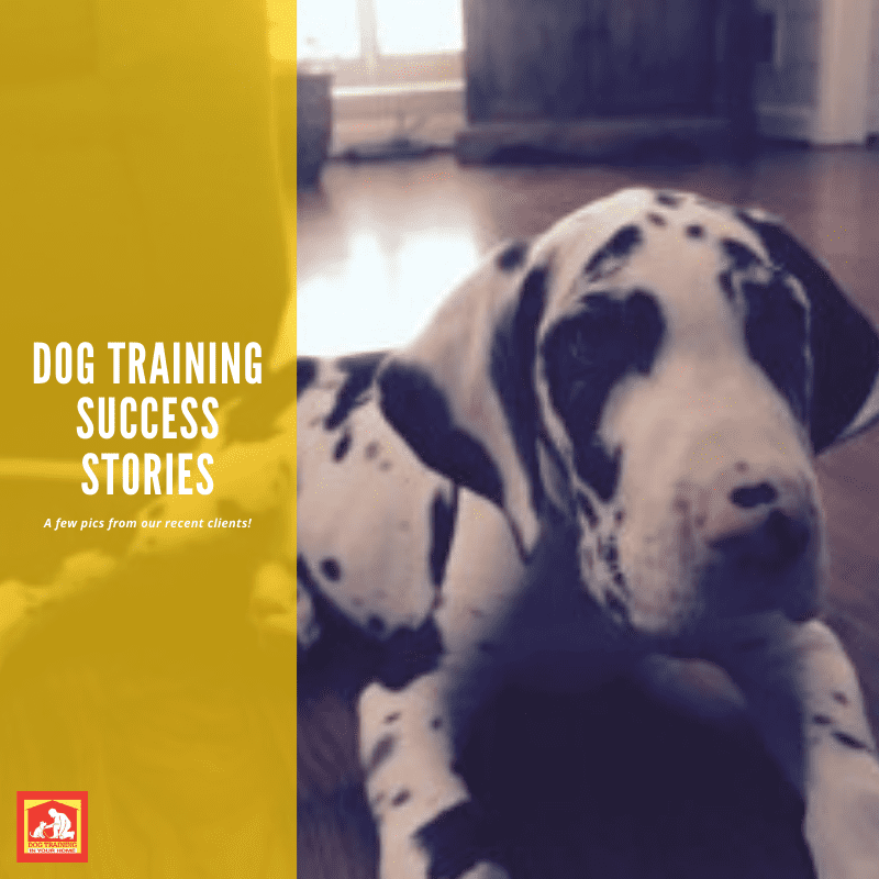 Dog Training Success Stories | Dog Training In Your Home Columbia