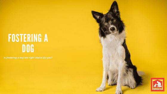 Fostering a Dog - Is It Right For You? | Dog Training In Your Home Columbia