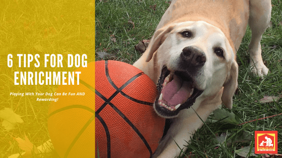 6 Tips for Dog Enrichment | Dog Training In Your Home Columbia