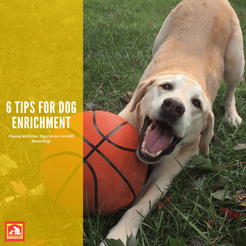 6 Tips for Dog Enrichment | Dog Training In Your Home Columbia