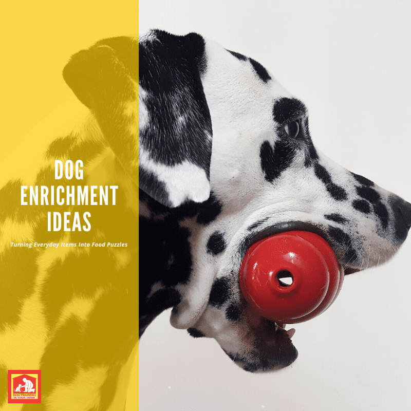 Ideas for Dog Enrichment