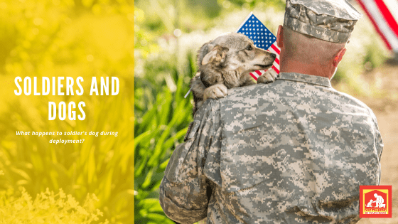 Soldiers and Dogs | Dog Training In Your Home Columbia