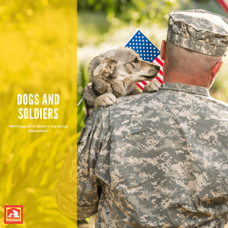 Soldiers and Dogs | Dog Training In Your Home Columbia