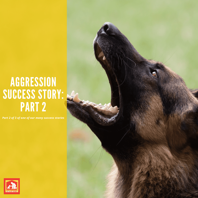 Dog Aggression Success Story – Part 2 of 3