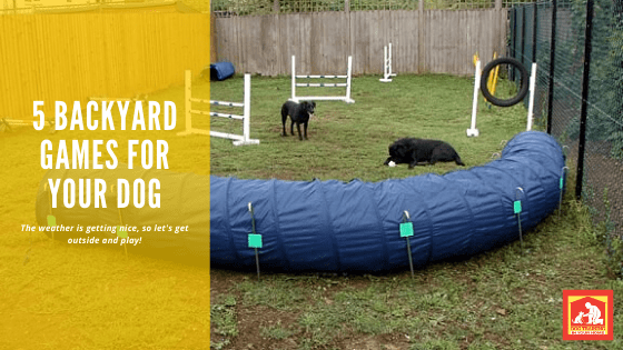 Backyard Games for Your Dog | Dog Training in Your Home Columbia