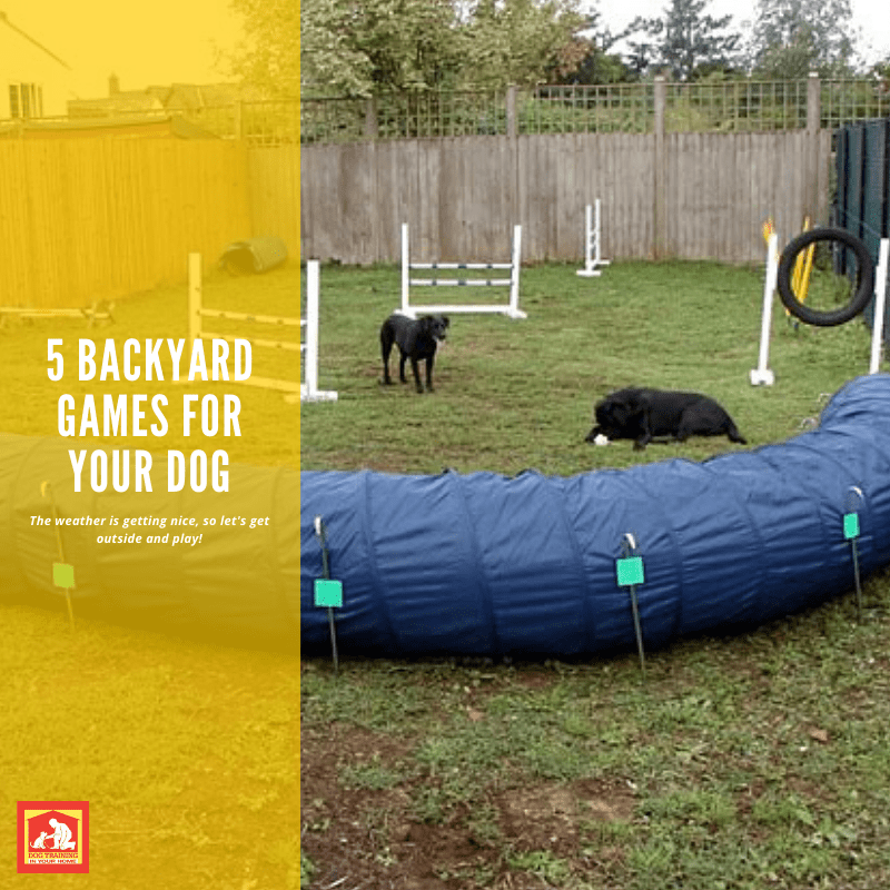 Backyard Games for Your Dog | Dog Training in Your Home Columbia